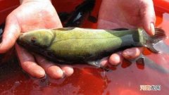 黄金桂是什么鱼