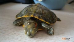 乌龟干了后可以救活吗