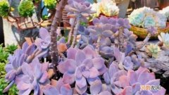 多肉紫乐耐寒多少度