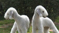 像羊的狗是什么品种