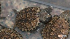 长期自来水养鳄龟会死吗