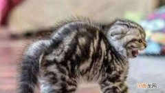 猫炸毛是为什么