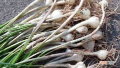 藠头是什么植物