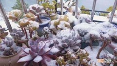 多肉淋雪后怎么处理