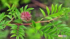 甘草是什么植物
