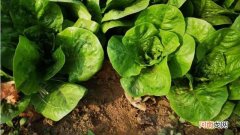 孔雀菜可以移栽吗