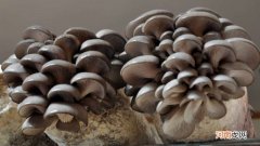 蘑菇有种子吗