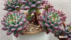 蓝苹果多肉耐寒吗