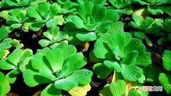 浮水植物是水生植物吗