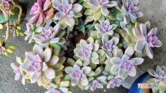 淡雪耐寒多少度