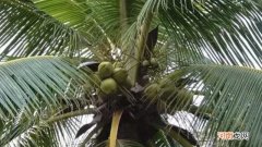 椰子树是常绿树吗