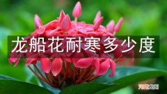 龙船花耐寒多少度