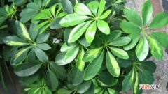 七叶花和七叶莲一样吗