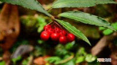 金玉满堂树种是什么树