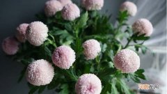 乒乓菊耐寒多少度