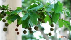 二球悬铃木是梧桐树吗