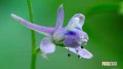 翠雀指的是什么花