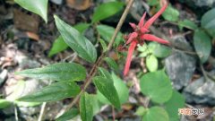 茎花板根什么现象