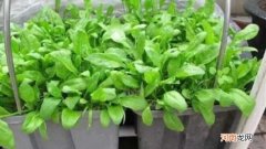 菠菜耐寒多少度