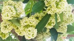 糖胶树花为什么晚上臭