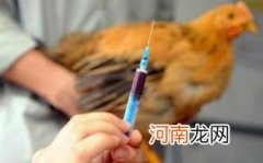 吃泡椒凤爪会得禽流感吗优质