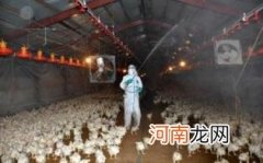 禽流感症状与感冒区别优质