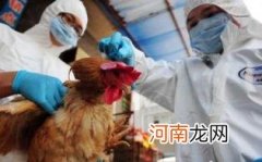 禽流感病毒容易杀灭吗优质