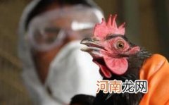禽流感鸡蛋还能吃吗优质