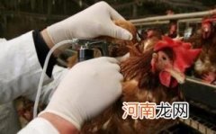 禽流感传染途径优质