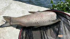 钓青鱼温度低于多少度无法钓