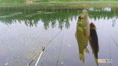 秋季温度突然降低适合钓鱼吗