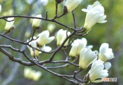 广玉兰是裸子植物吗