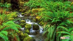 蕨类植物和裸子植物的区别是什么