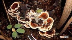 槐耳是什么植物