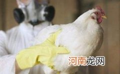 禽流感期间还能吃鸡吗优质