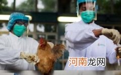 禽流感可以吃羊肉吗优质