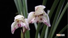 海岸花是什么花