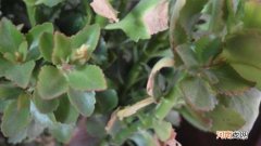 长寿花叶子卷曲怎么回事