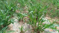 芦稷是什么植物