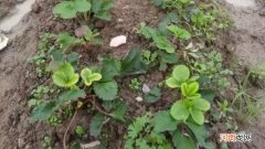 缓苗是什么意思