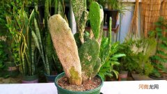 仙人掌干瘪了还有救吗