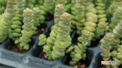 钱串子叶子发黄干枯是怎么回事