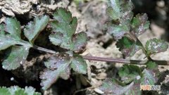 香菜红杆红叶怎么办