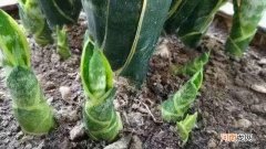 植物晚上吸收氧气吗