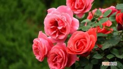 月季花掉叶子是什么原因