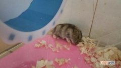 仓鼠晚上特别活跃怎么办