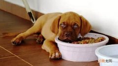 狗狗生病不吃不喝怎么办