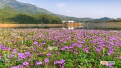 紫英仙株是什么花