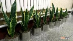 虎皮兰喜欢酸性还是碱性