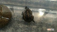 乌龟浮水是什么原因